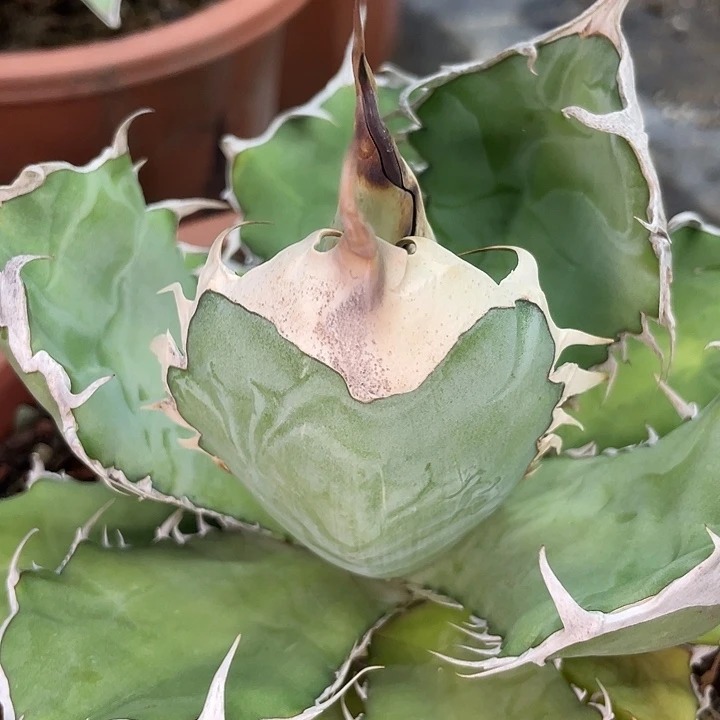 野二100000000000000