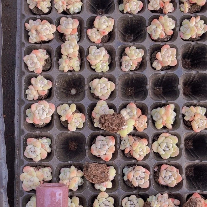 e****?米粒冰玉105颗一整盘发货