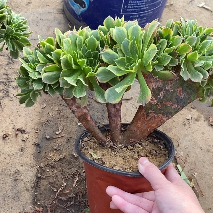 青檬锦缀1多肉植物法师法师