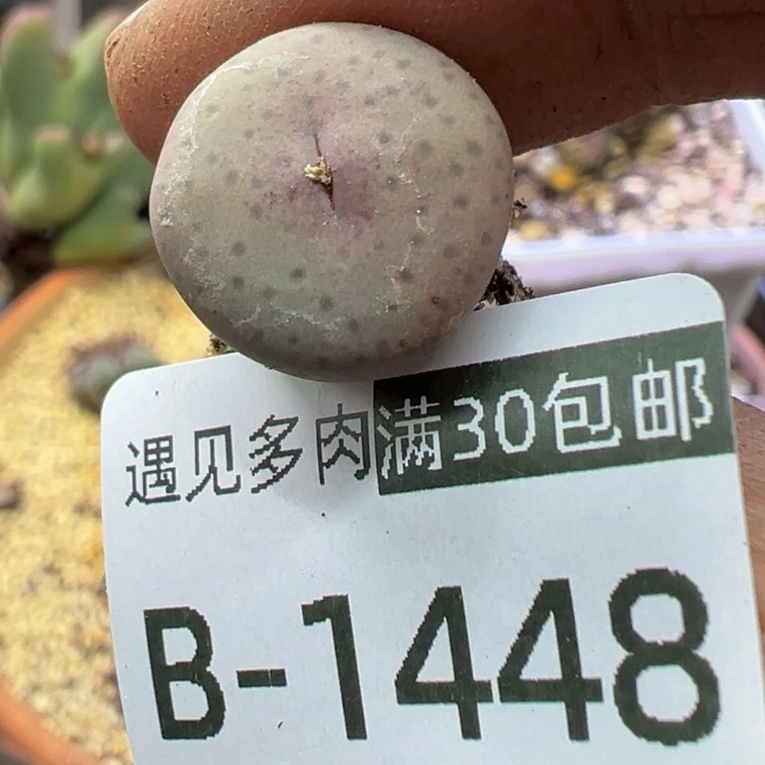 多肉植物111111111111111