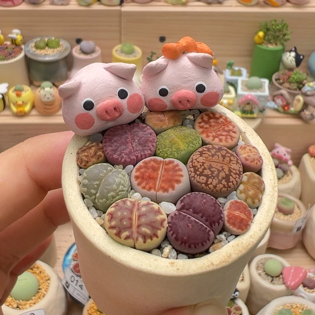 多肉植物58号彩色