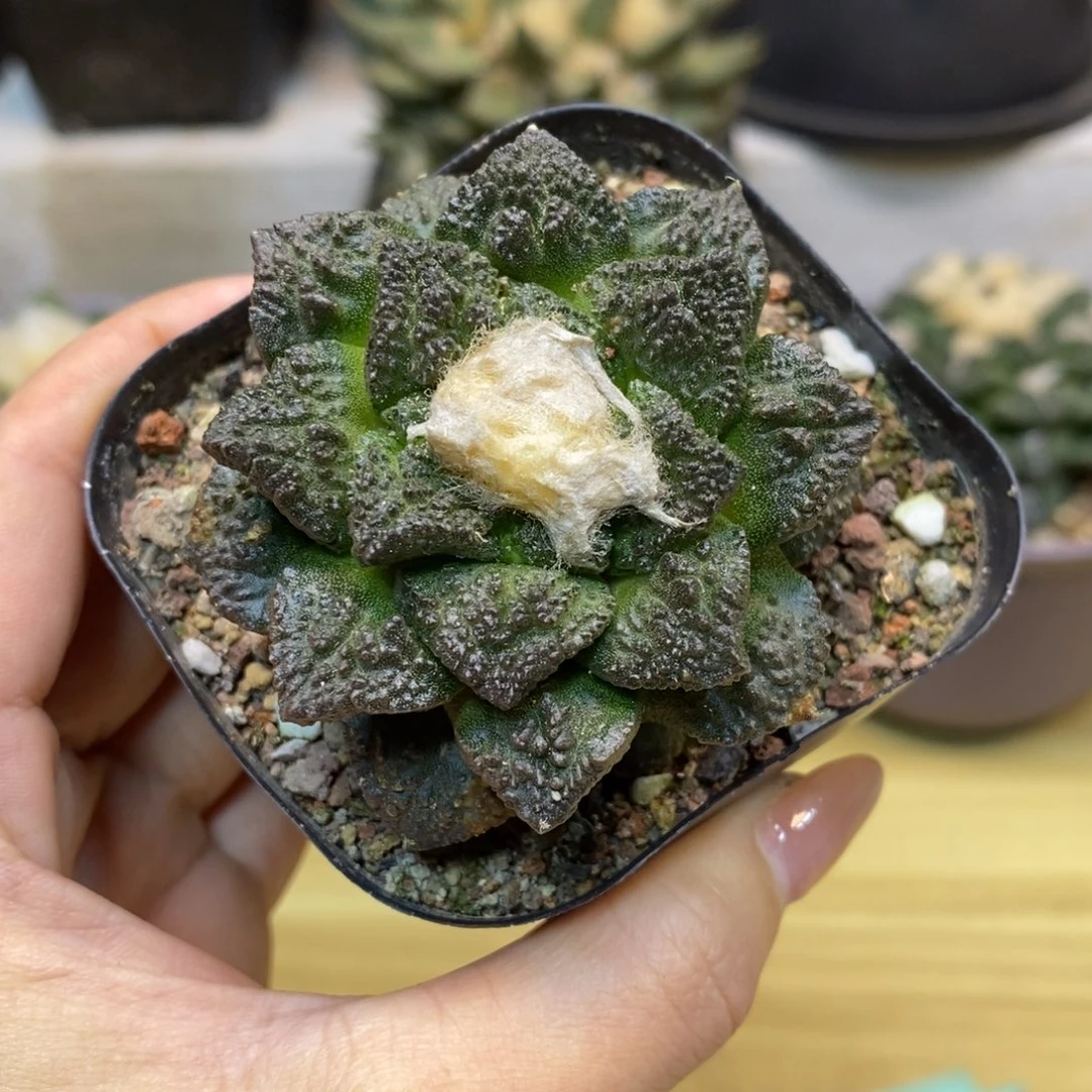 10号 自根 龟甲岩牡丹6公分带盆土