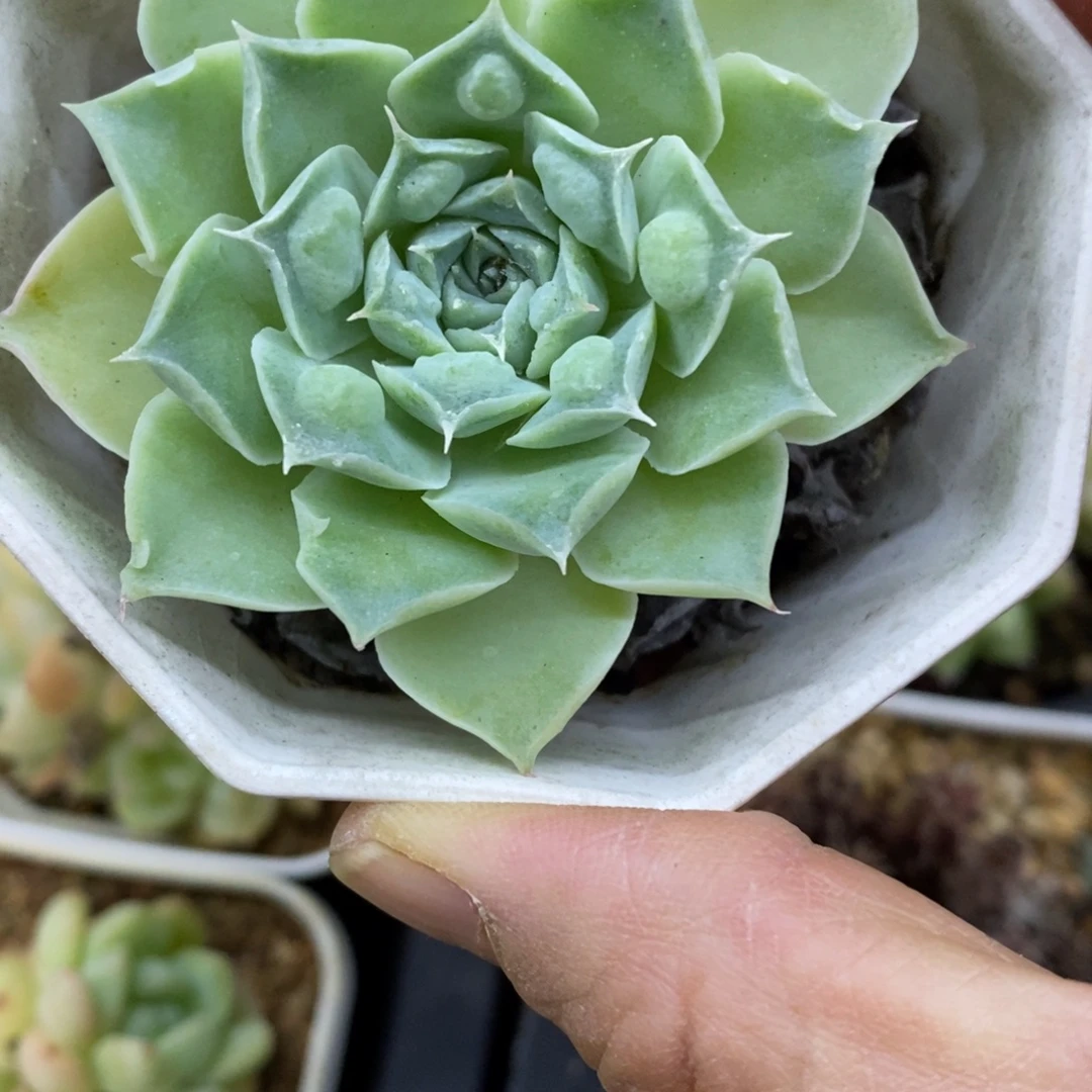 精品多肉一物一拍不包整145