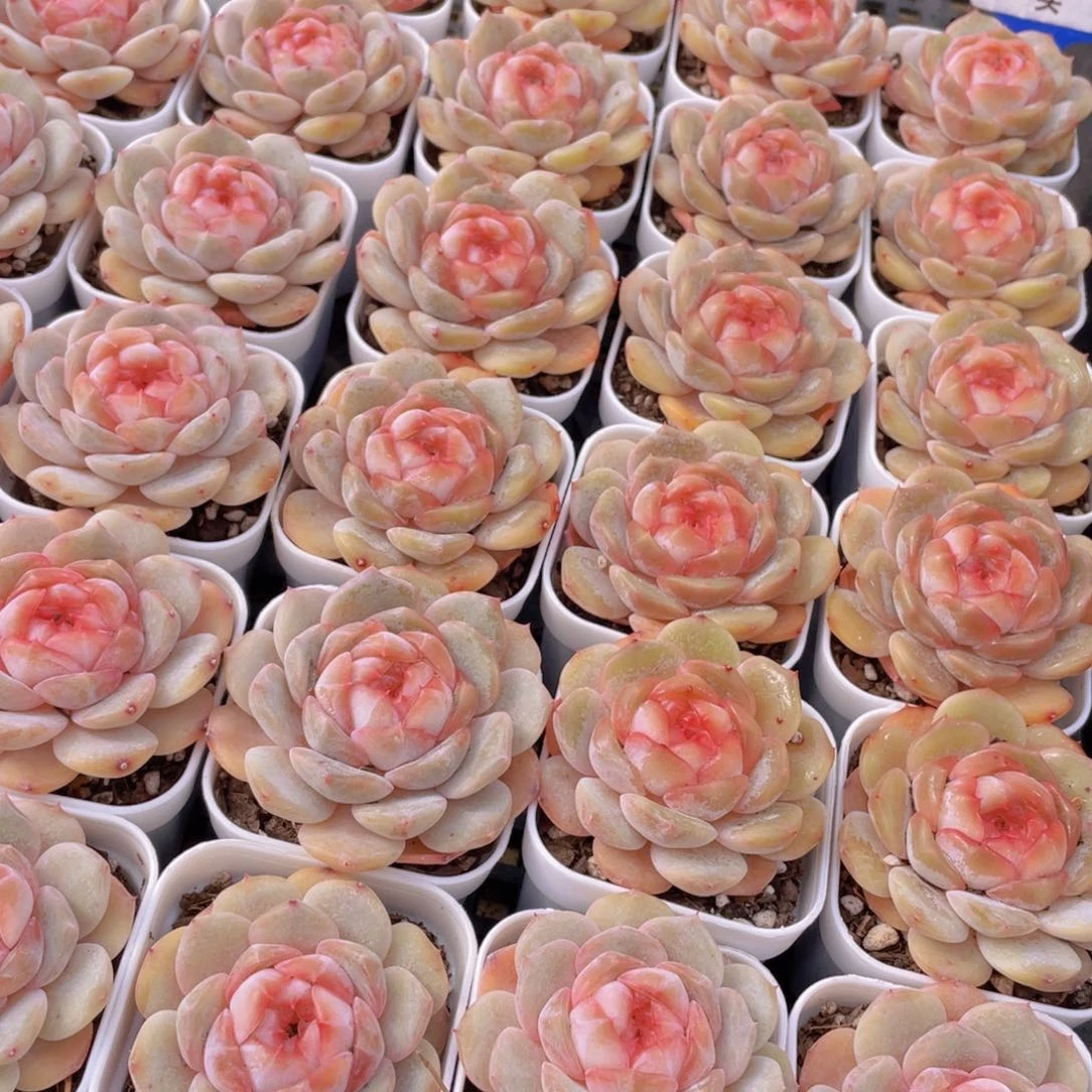 量拍144号 桃心珍妮单头一个