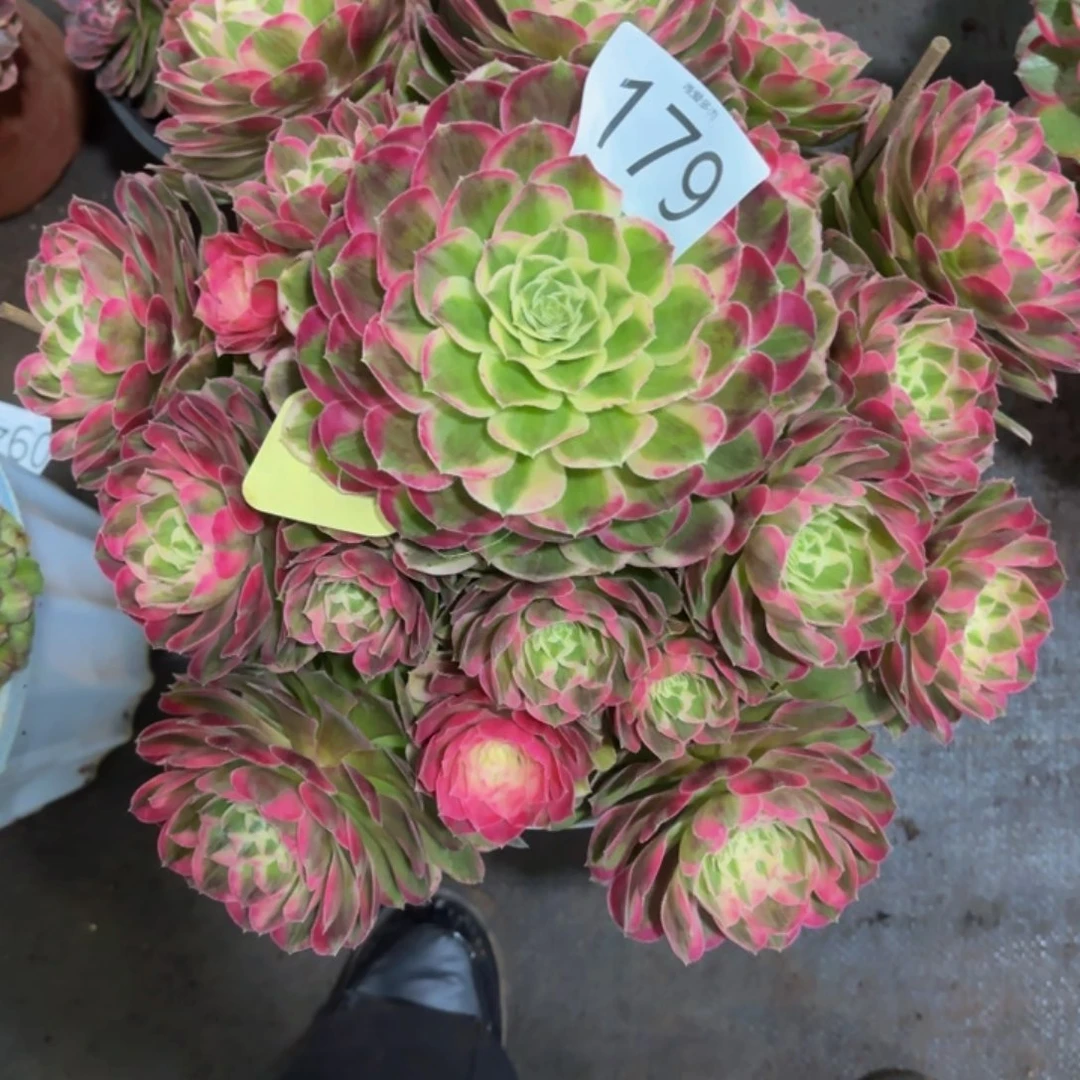 哈哈多肉葡萄福利179