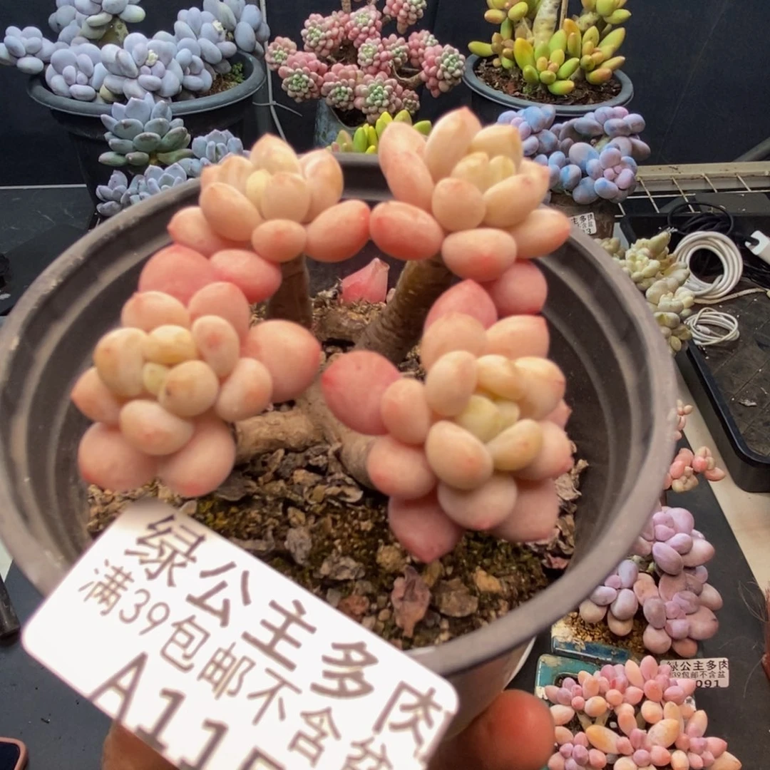 150鱼子酱多肉6c m