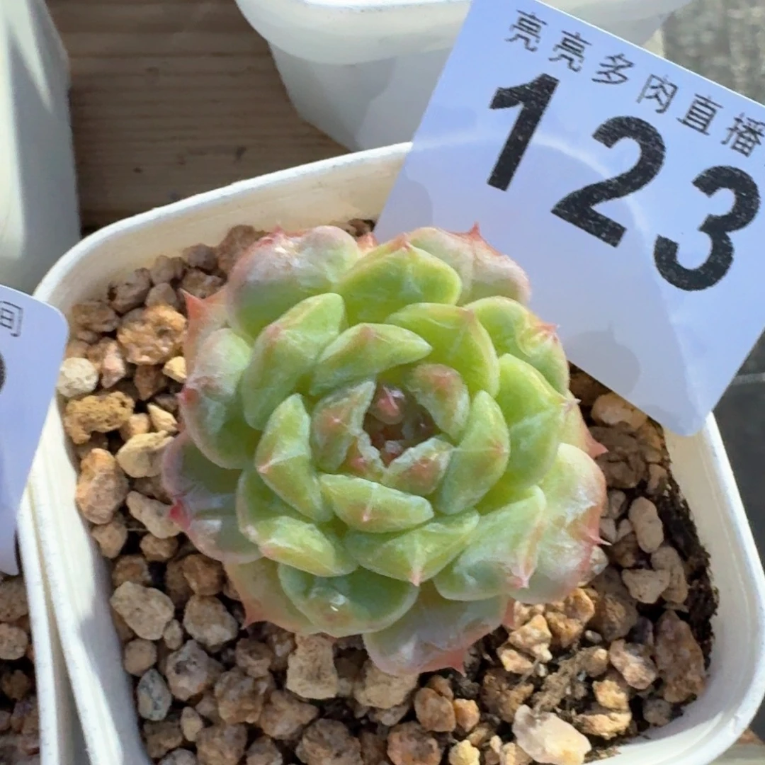 慢***慢      下播福利拍够包邮发货