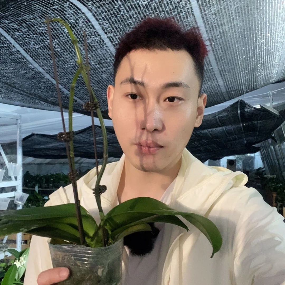 无花朵鲑鱼蝴蝶兰
