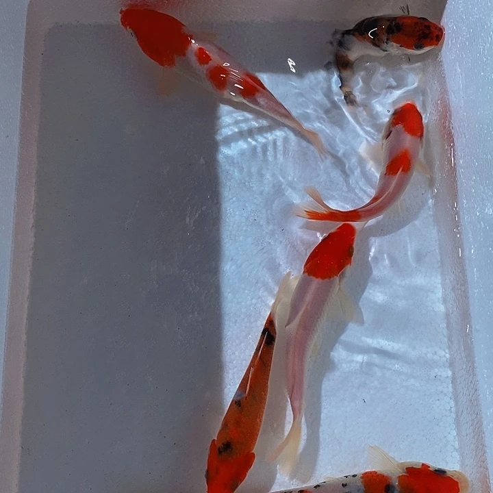 锦鲤锦鲤活鱼开箱包活