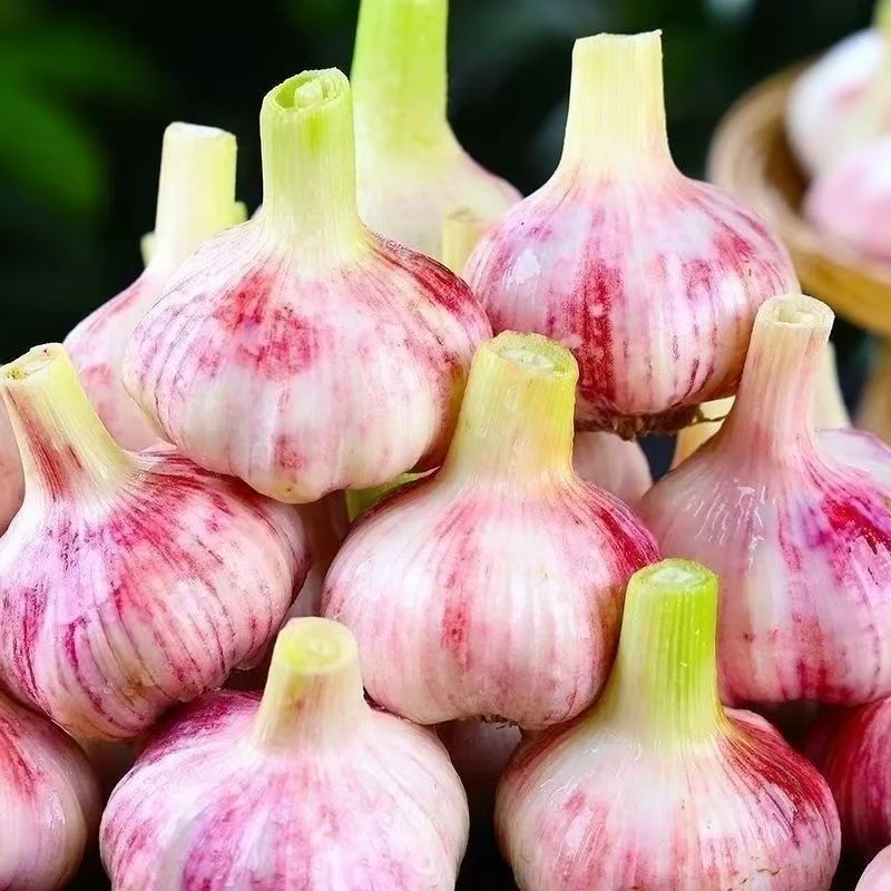 河南新鲜紫皮大蒜现挖多瓣蒜可腌糖蒜