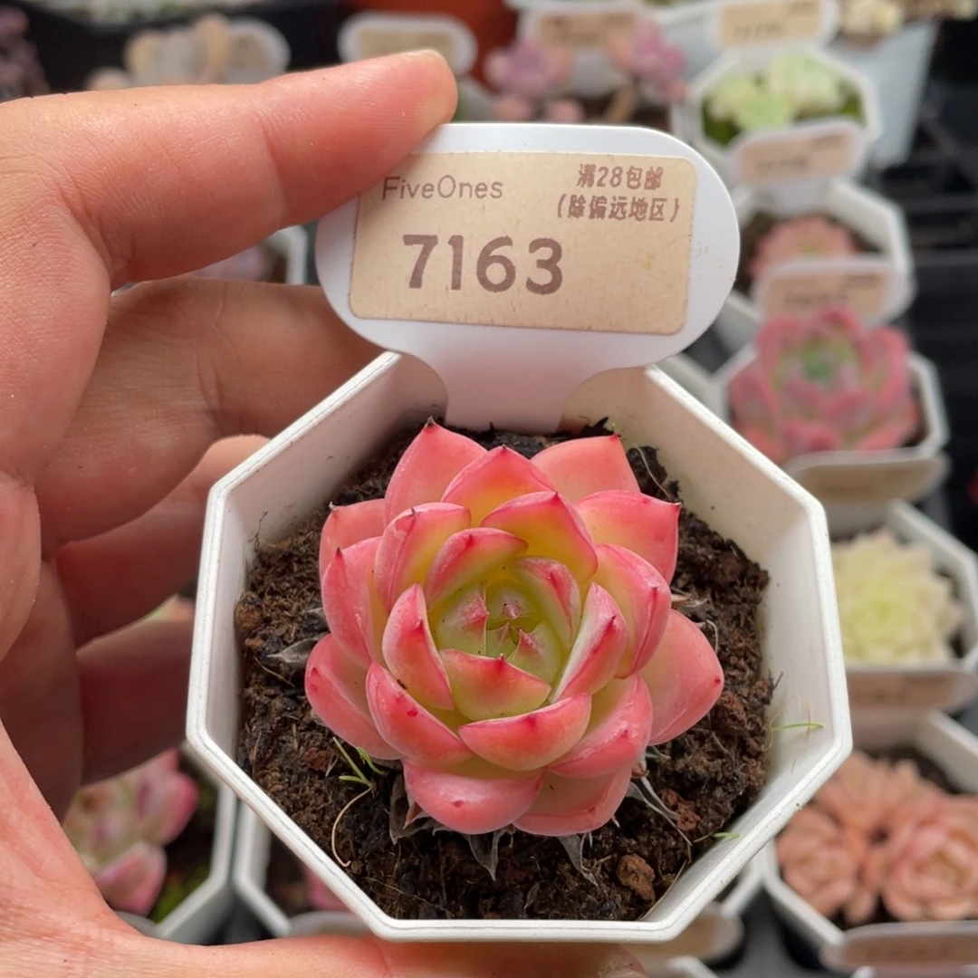 粉水晶7163-4.5厘米