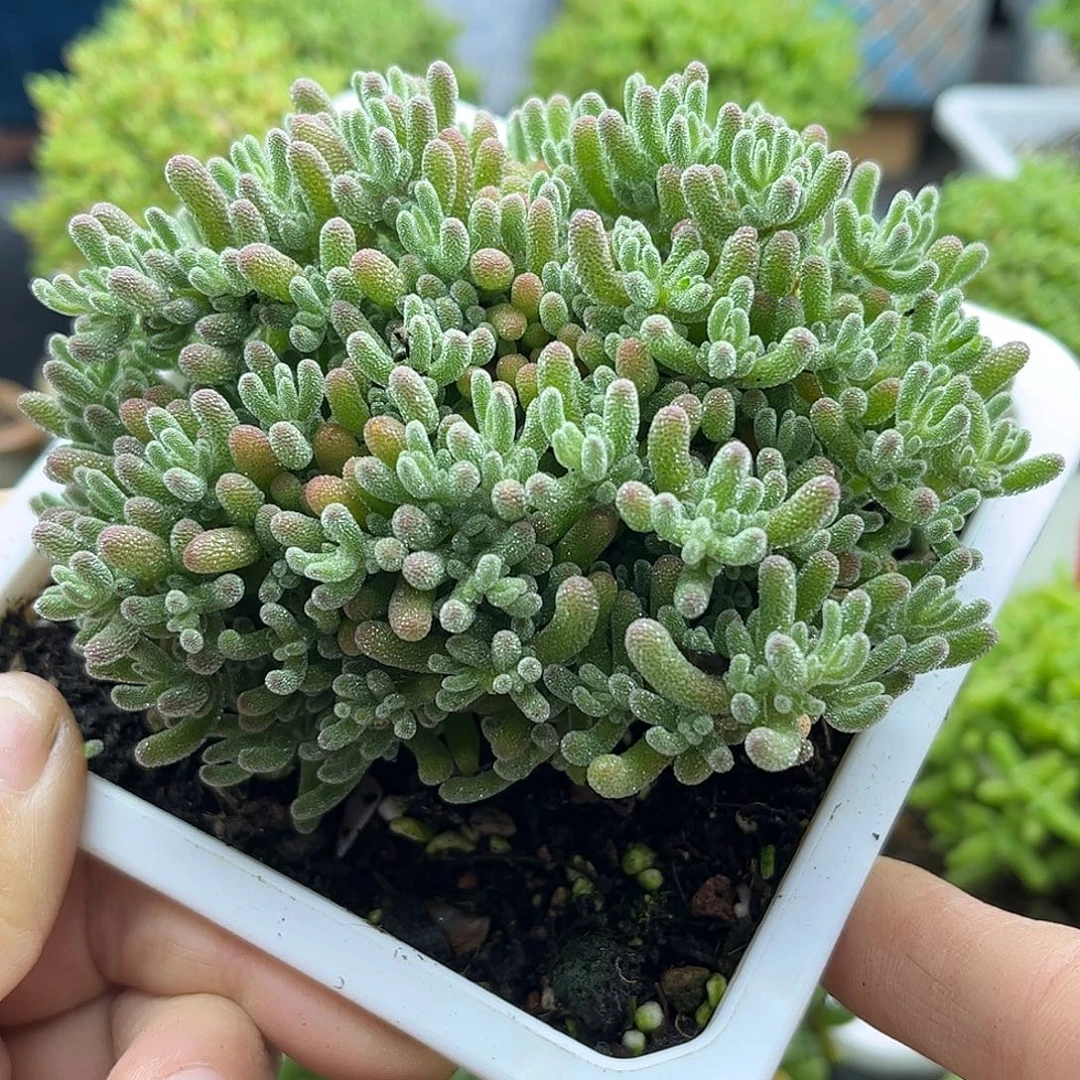 61冰晶优选枝干番杏