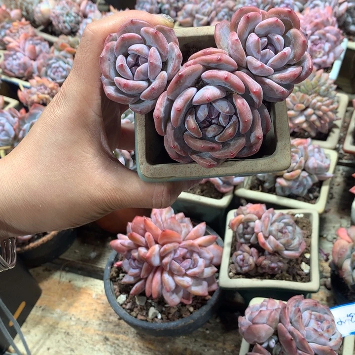 小松针花花花花花花花花花