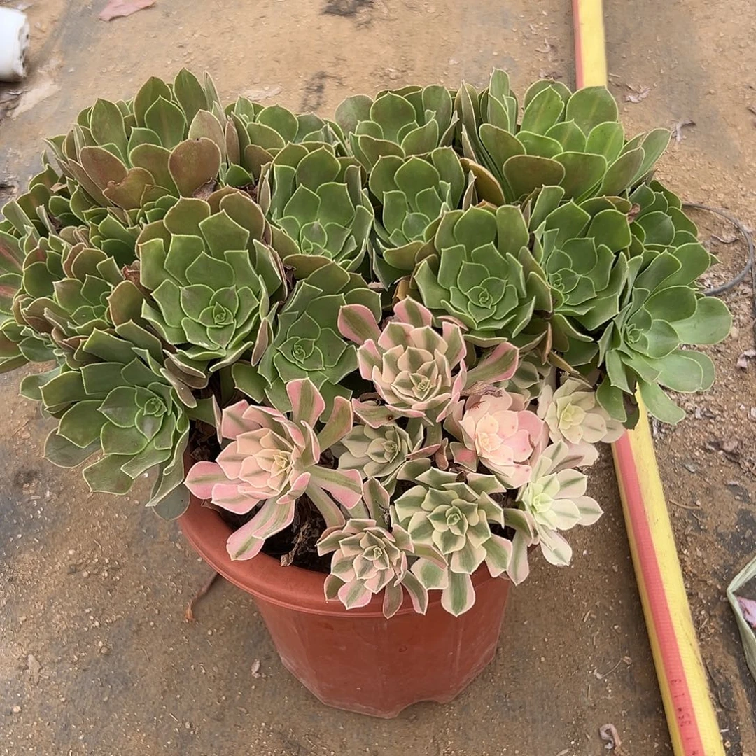 多肉植物多肉植物