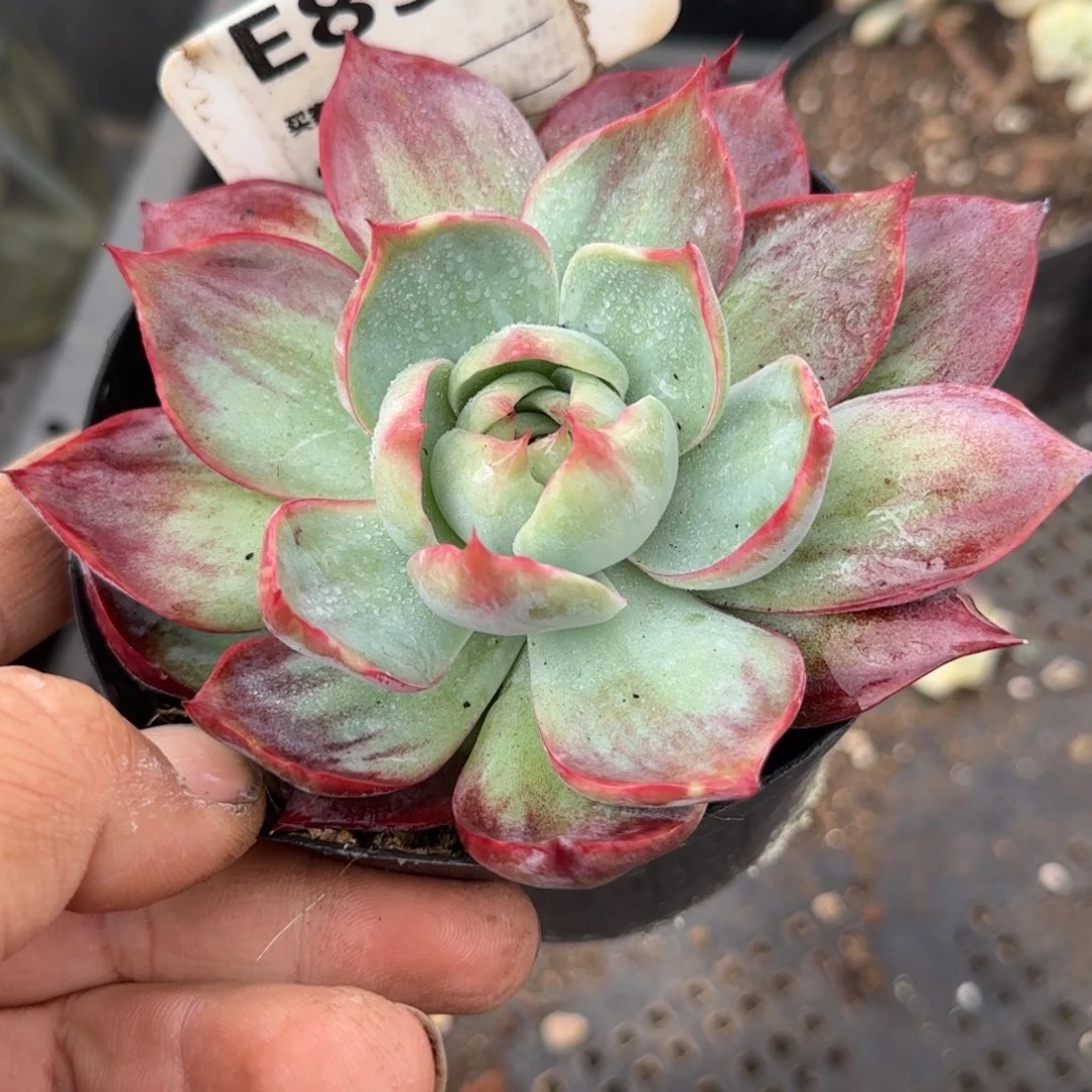 惊鸿一物一拍包装收缩花旱854