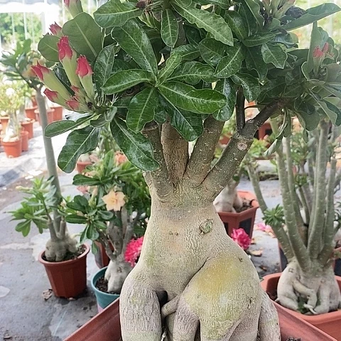 【闪购商品】无花朵飞***兔咋植