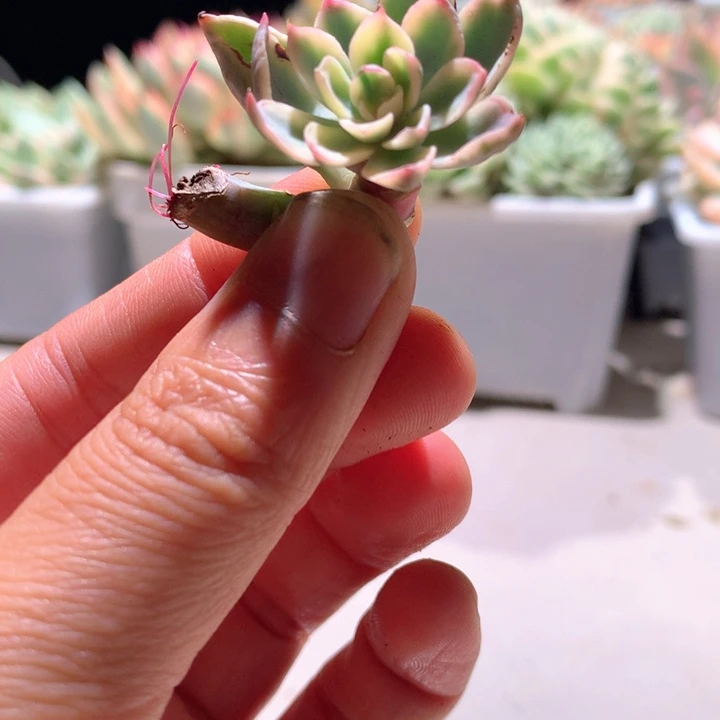 雨滴白覆轮锦小老桩有根