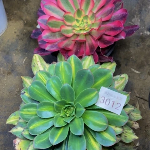 两盆多肉植物3012