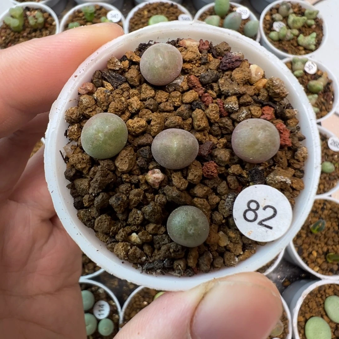 空蝉一颗脱土820000