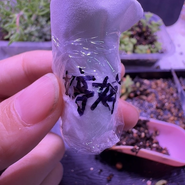 T***)金桔带根2颗一物一拍