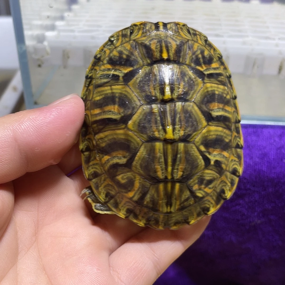 不分公母宠物龟格兰德