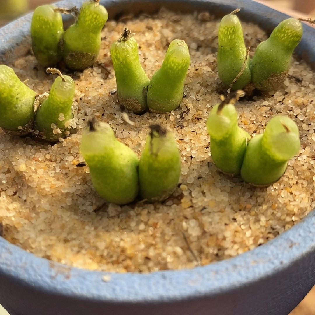 2567母本双头小葫芦一颗。