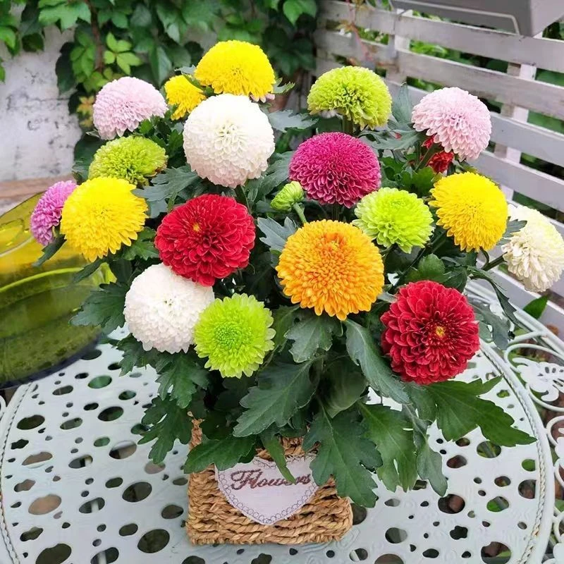 大花乒乓菊种子四季易活室内外庭院盆栽花卉球形糖果菊花种籽