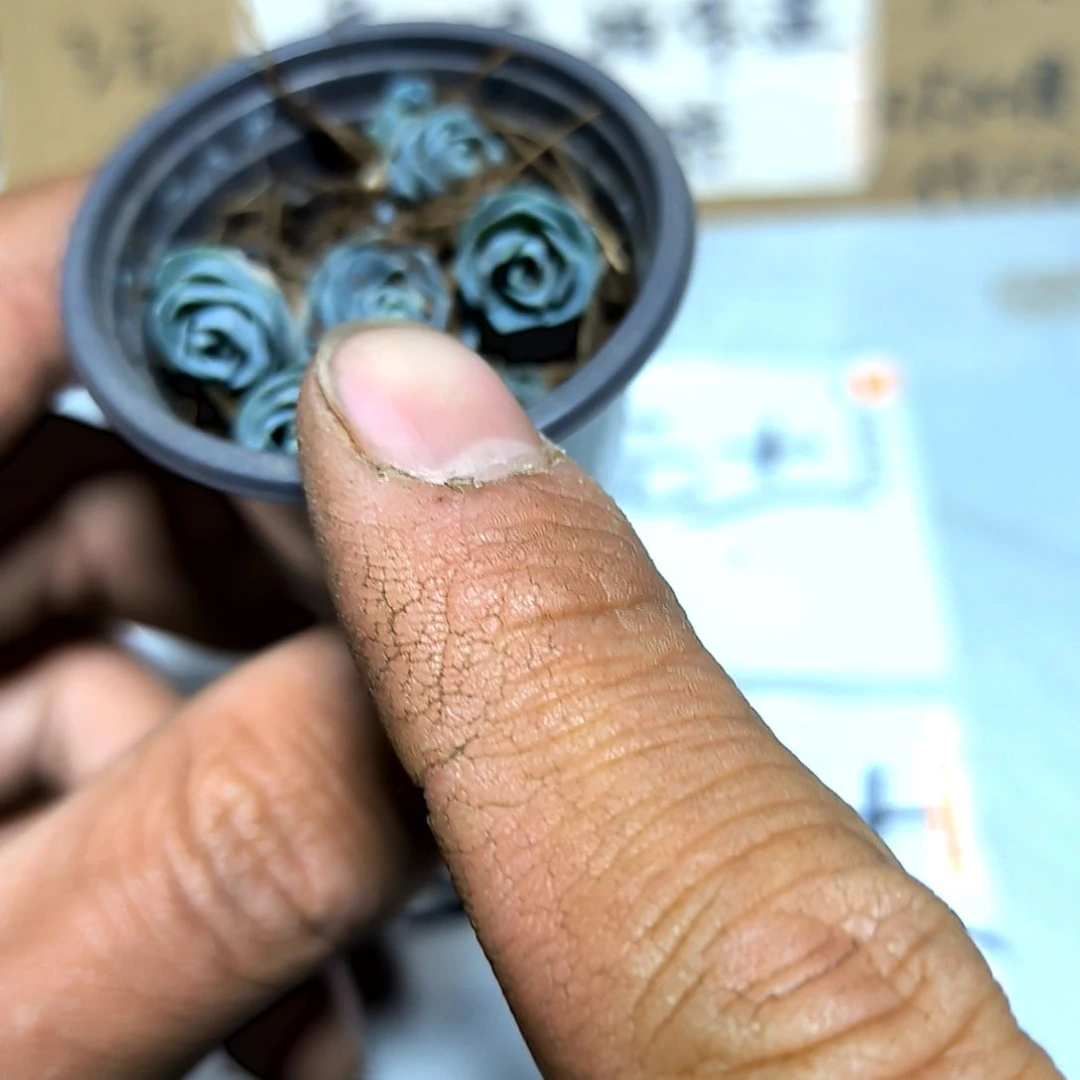 满6元包邮，子持莲华多头八角盆小课干干干