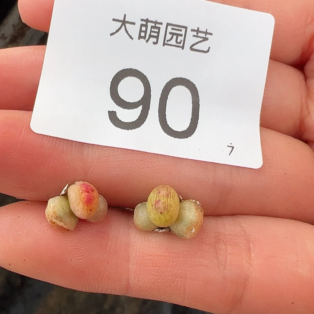000090量拍园艺1425.95龙猫斑马3头2颗