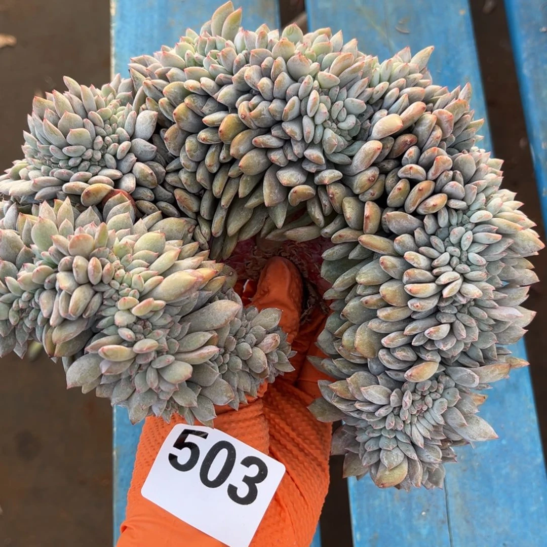 梅***舞503号新疆西藏内蒙古不包邮有瑕疵