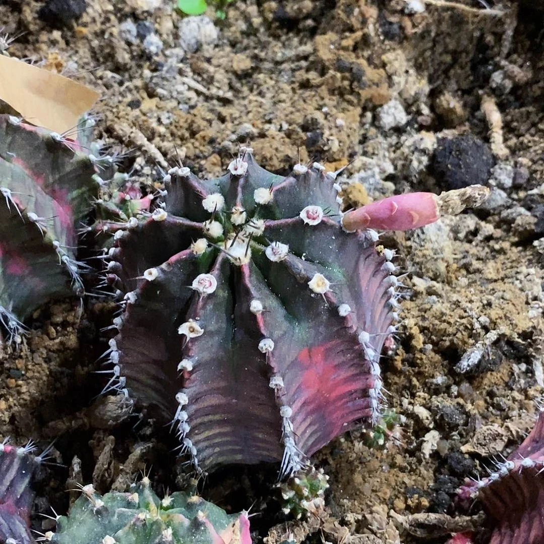 山***子45号拍品。