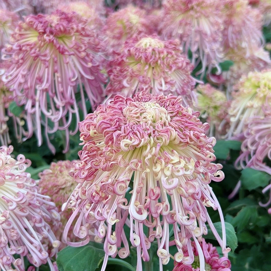 完全开放碧玉勾盘独本