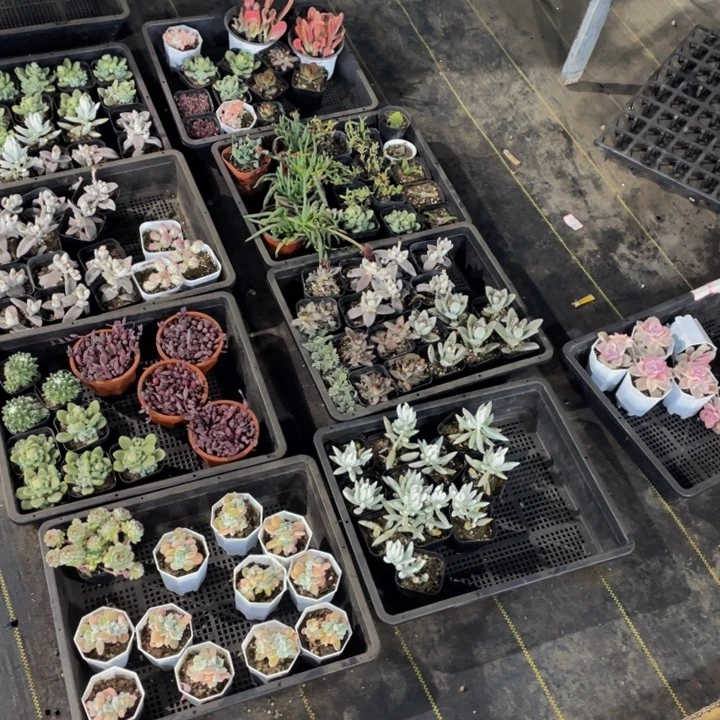 ****ᵁ小熊的9个筐带盆土发货