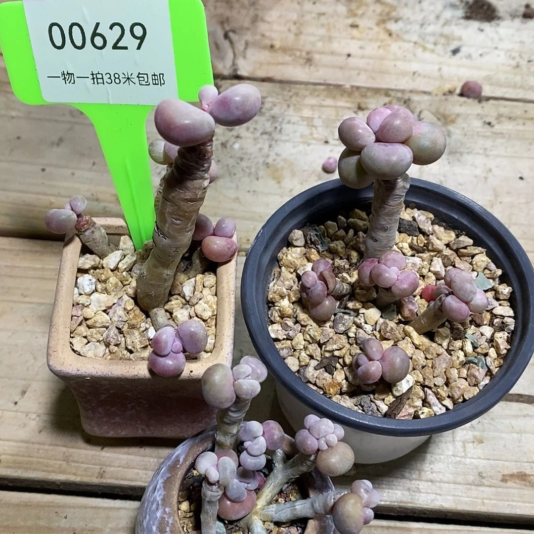 00629，具体科目肯吗