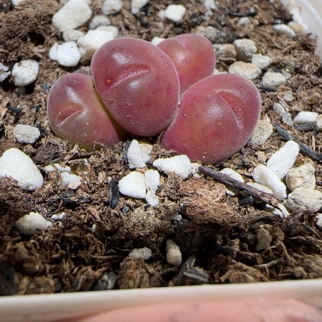 肉锥多肉植物百科-1616