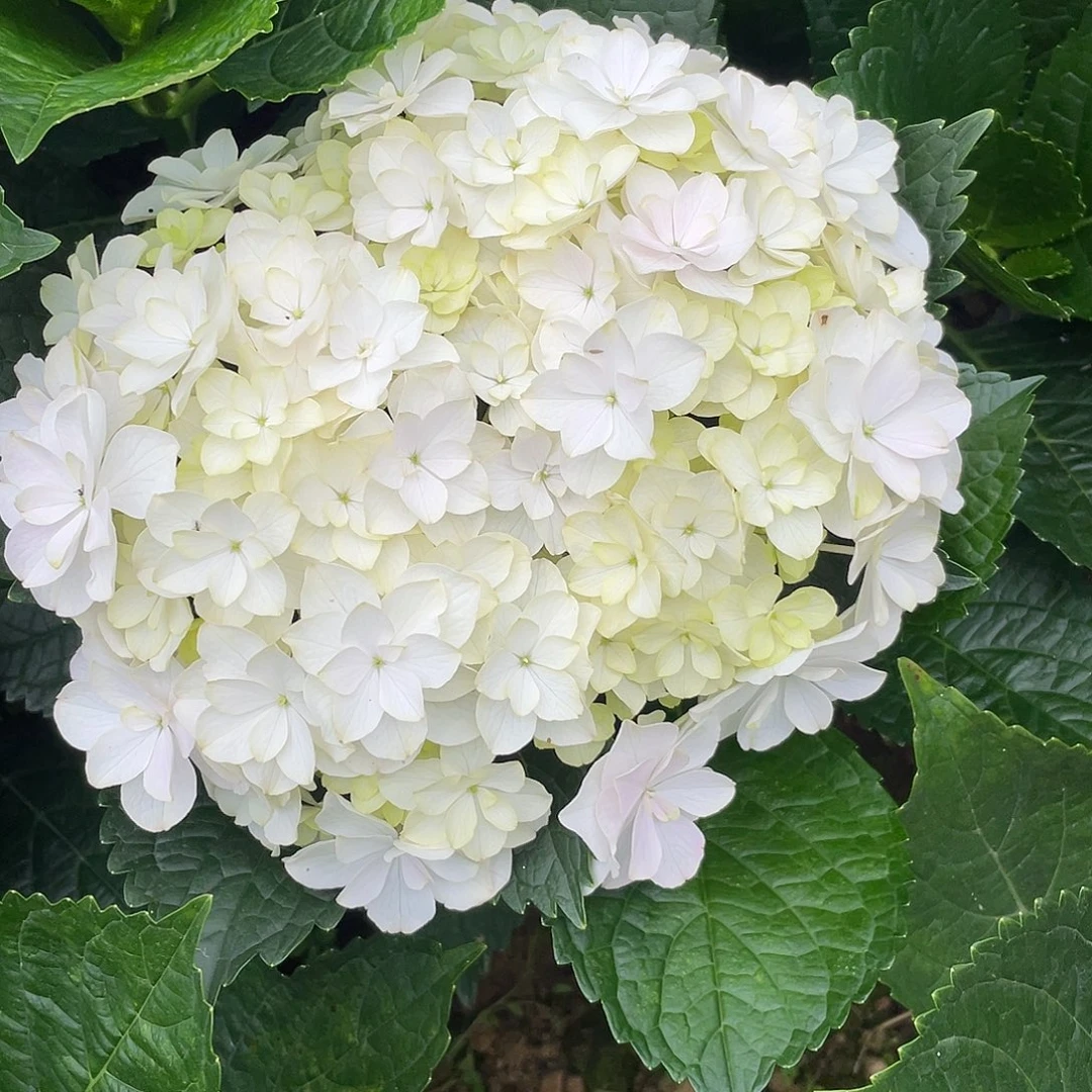 绣球切花一物一拍3枝包邮，154