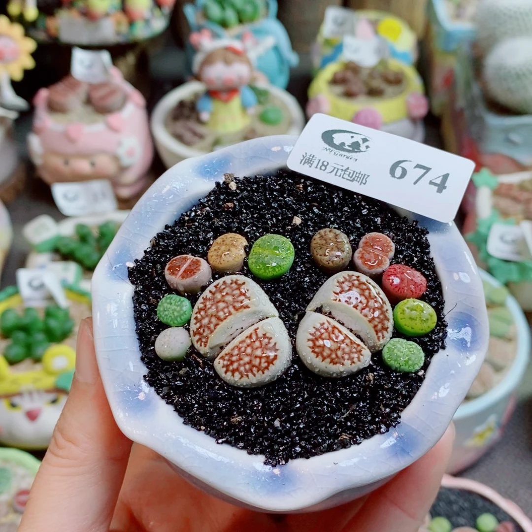 生石花花花花花花674