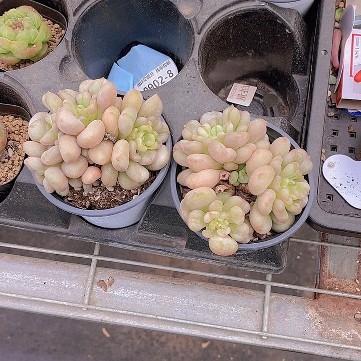 比尔盖茨群福利一颗量拍