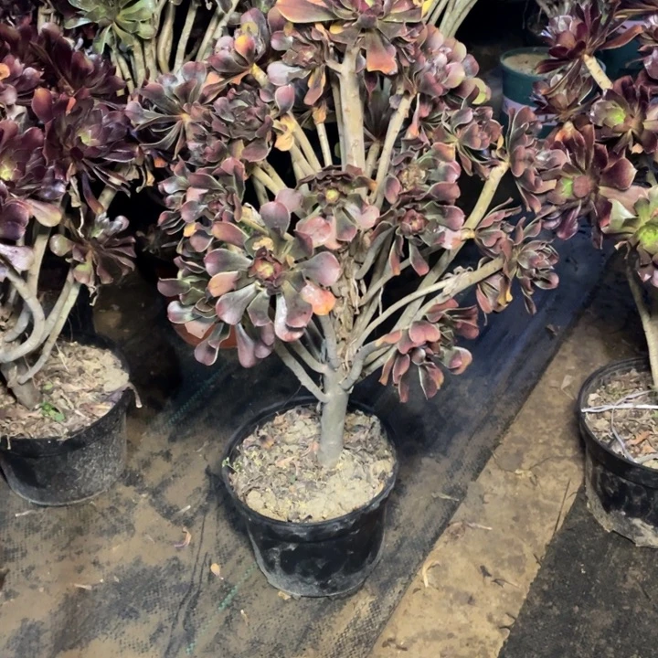 93灰法师多肉多肉植物多肉