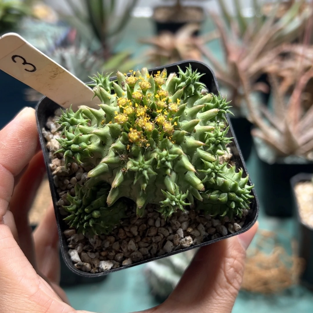 实生海胆大戟脱土发货多肉