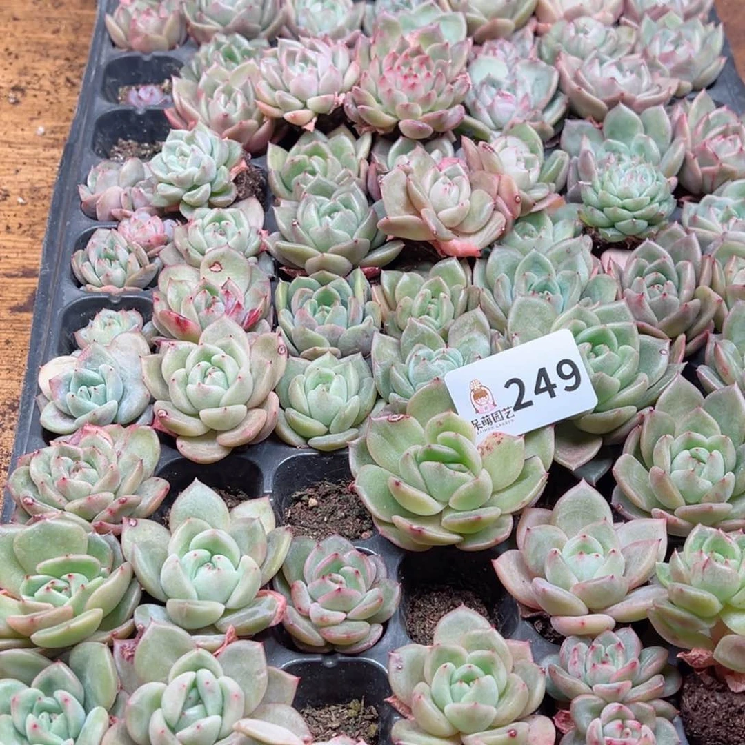 多肉植物多肉植物