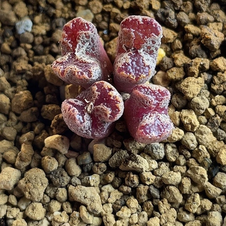 佳人园艺多肉生石花蝴蝶勋章673