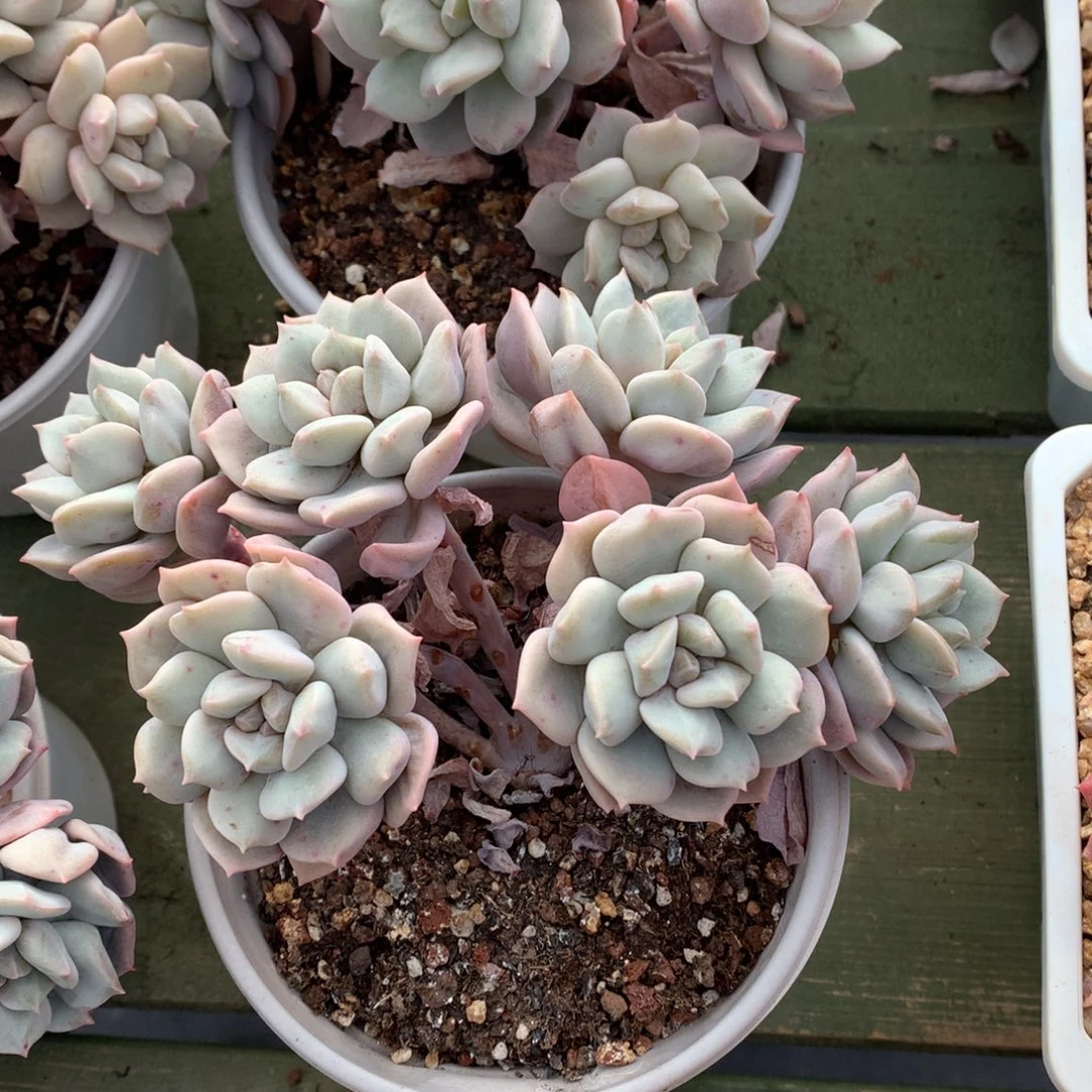 我们家的小姐姐们