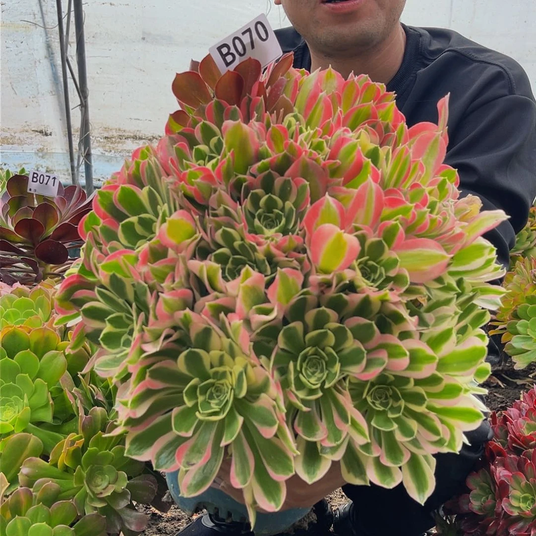 白凤13-13包邮法师