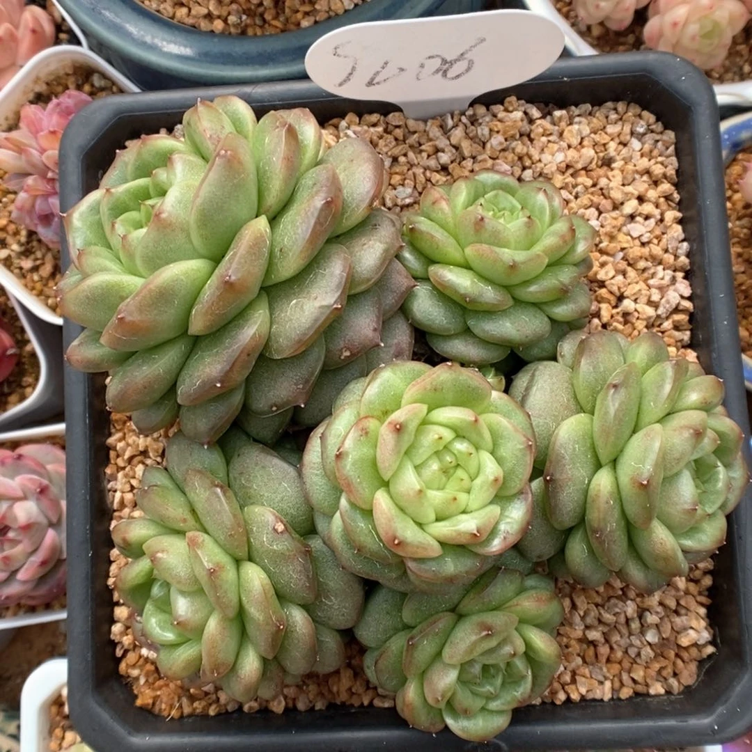 灯泡珍妮群生可拍9606号