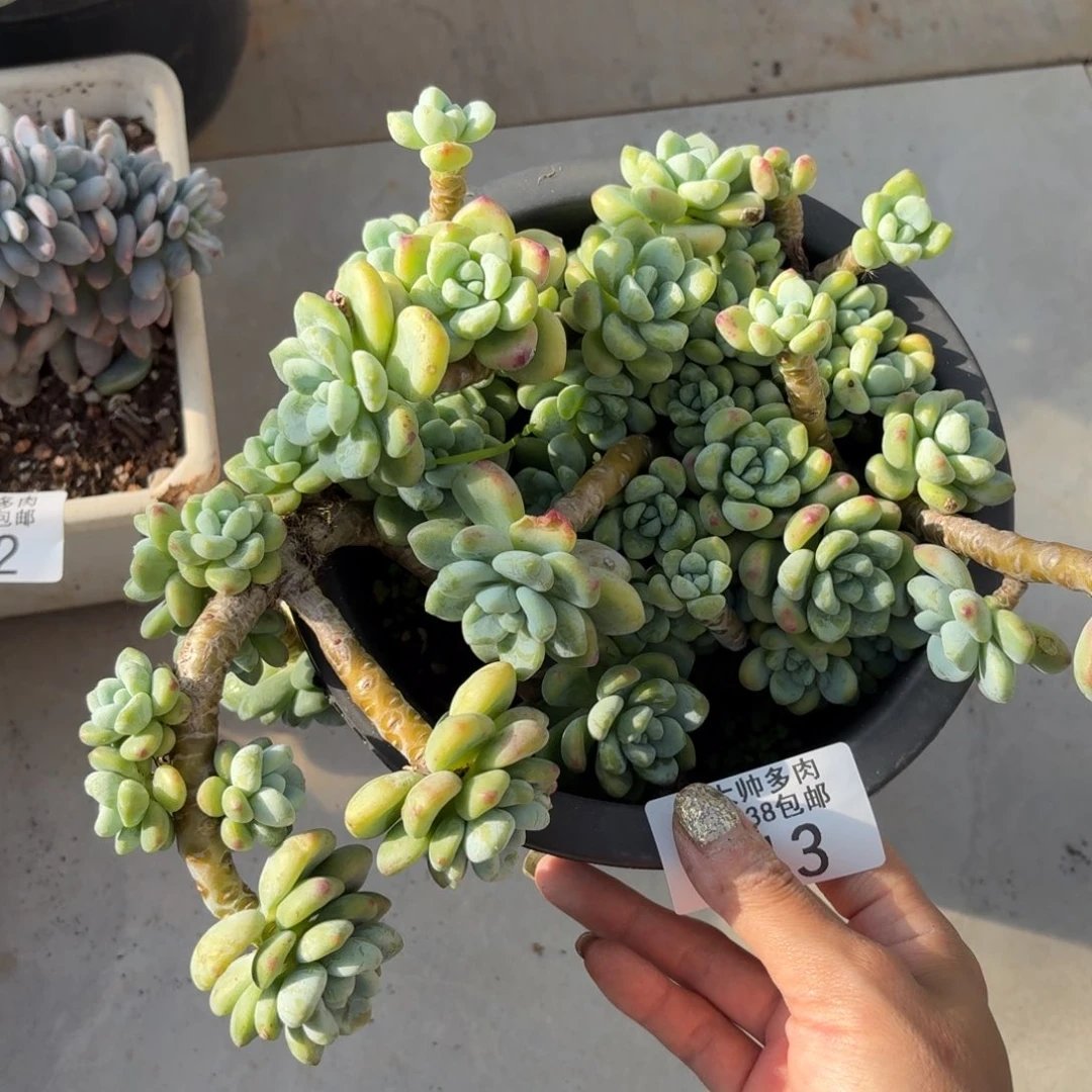 黑大帅多肉113劳尔