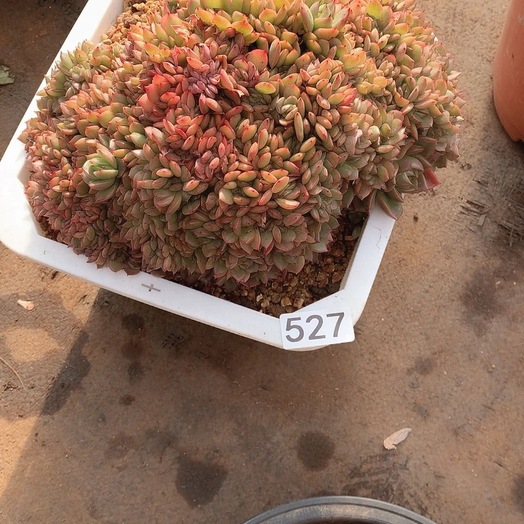 527缀化 一物一拍多肉