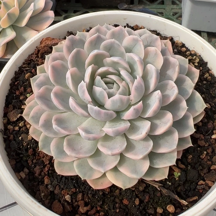 墨西哥雪球锦冠服15