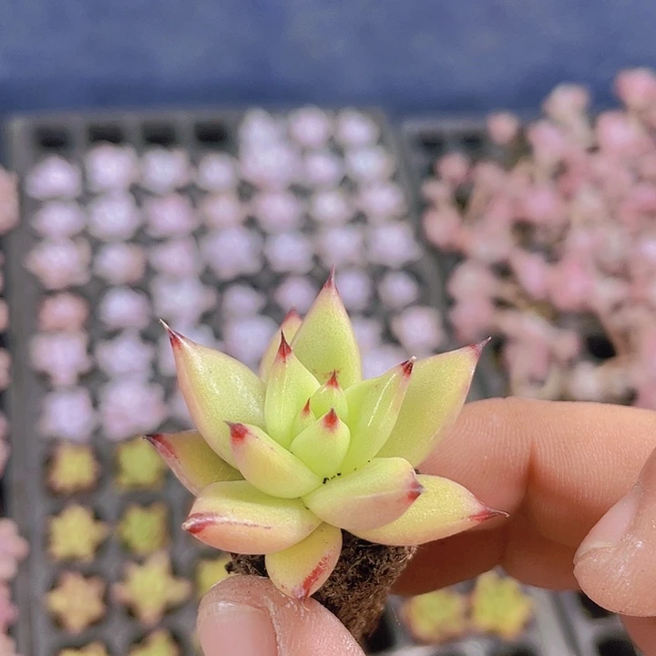 黄体乌木【满10颗包邮】