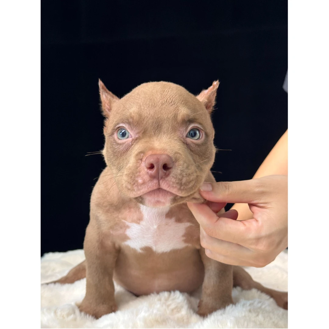 恶霸犬3个月红三色小公